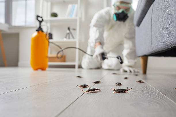 Post-Treatment Bed Bug Interceptor Monitoring in Temelec